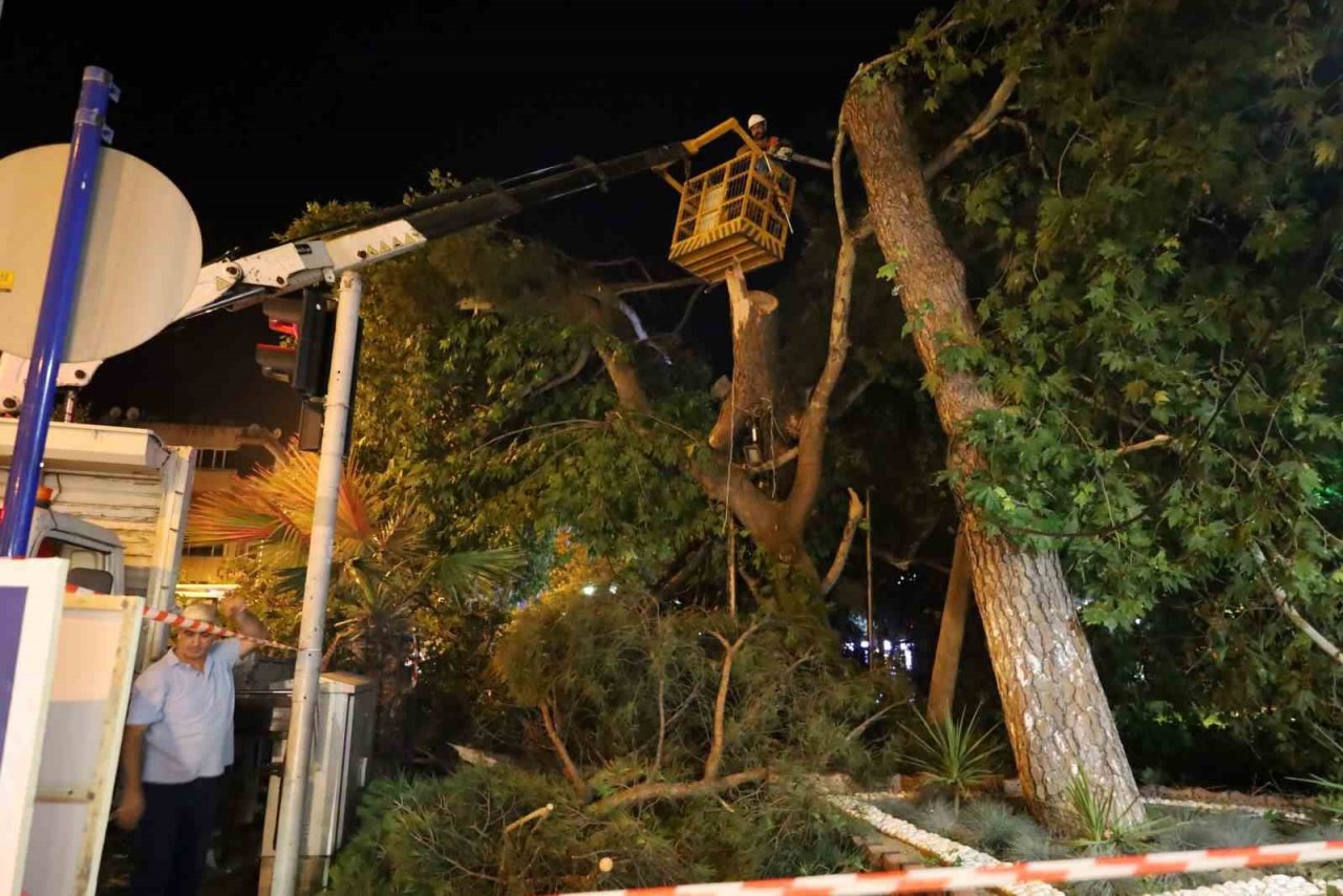 Turgutlu’da fırtına ağacı devirdi