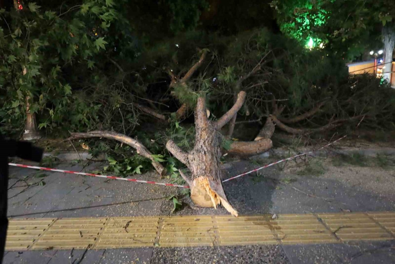 Turgutlu’da fırtına ağacı devirdi