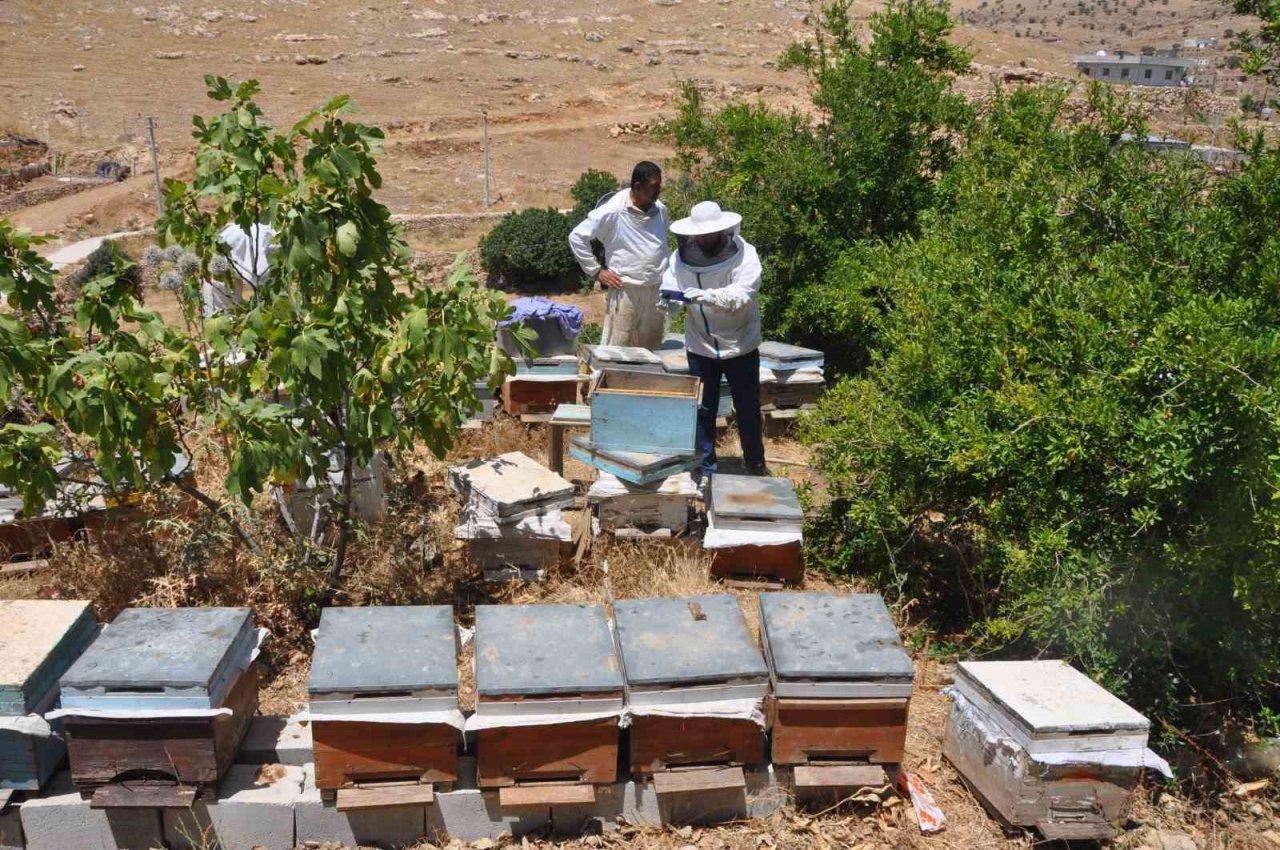 Mardin’de doğal güzelliğiyle bilinen Gurs Vadisi’nde bal hasadı başladı