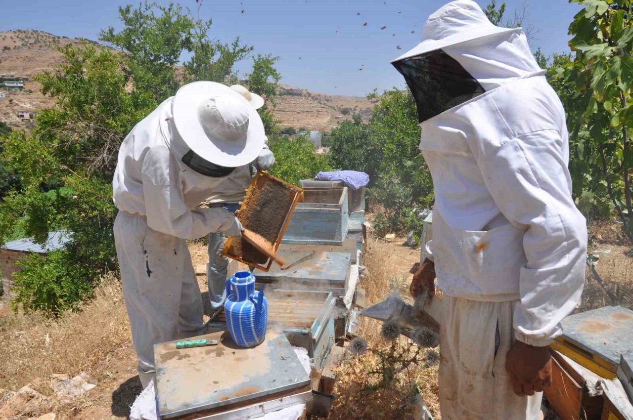 Mardin’de doğal güzelliğiyle bilinen Gurs Vadisi’nde bal hasadı başladı