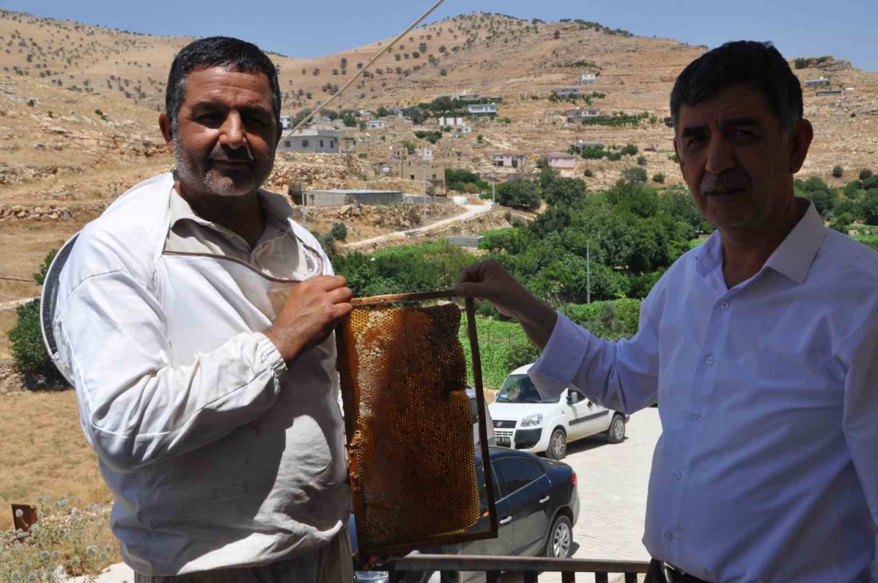 Mardin’de doğal güzelliğiyle bilinen Gurs Vadisi’nde bal hasadı başladı