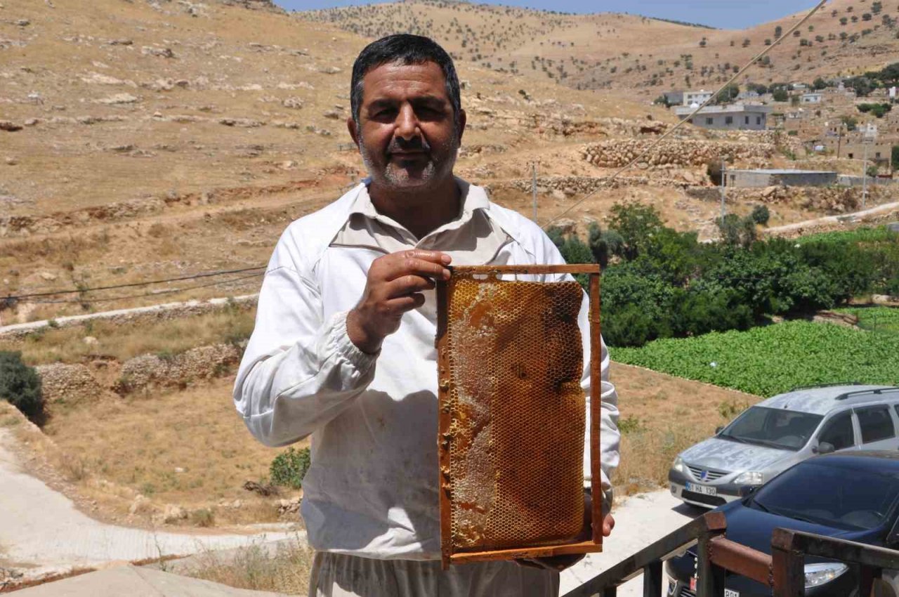 Mardin’de doğal güzelliğiyle bilinen Gurs Vadisi’nde bal hasadı başladı