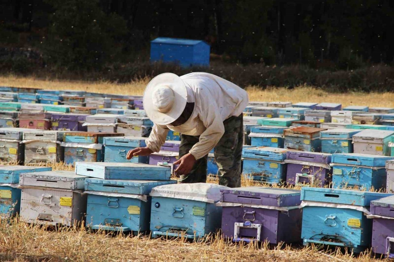 Marmaris Ticaret Odası Başkanı Ayhan: "Çam balında rekolte yükseliyor"