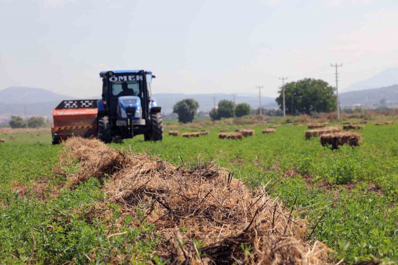 Büyükşehir kooperatiflere yem bitkisi dağıtımına başlıyor