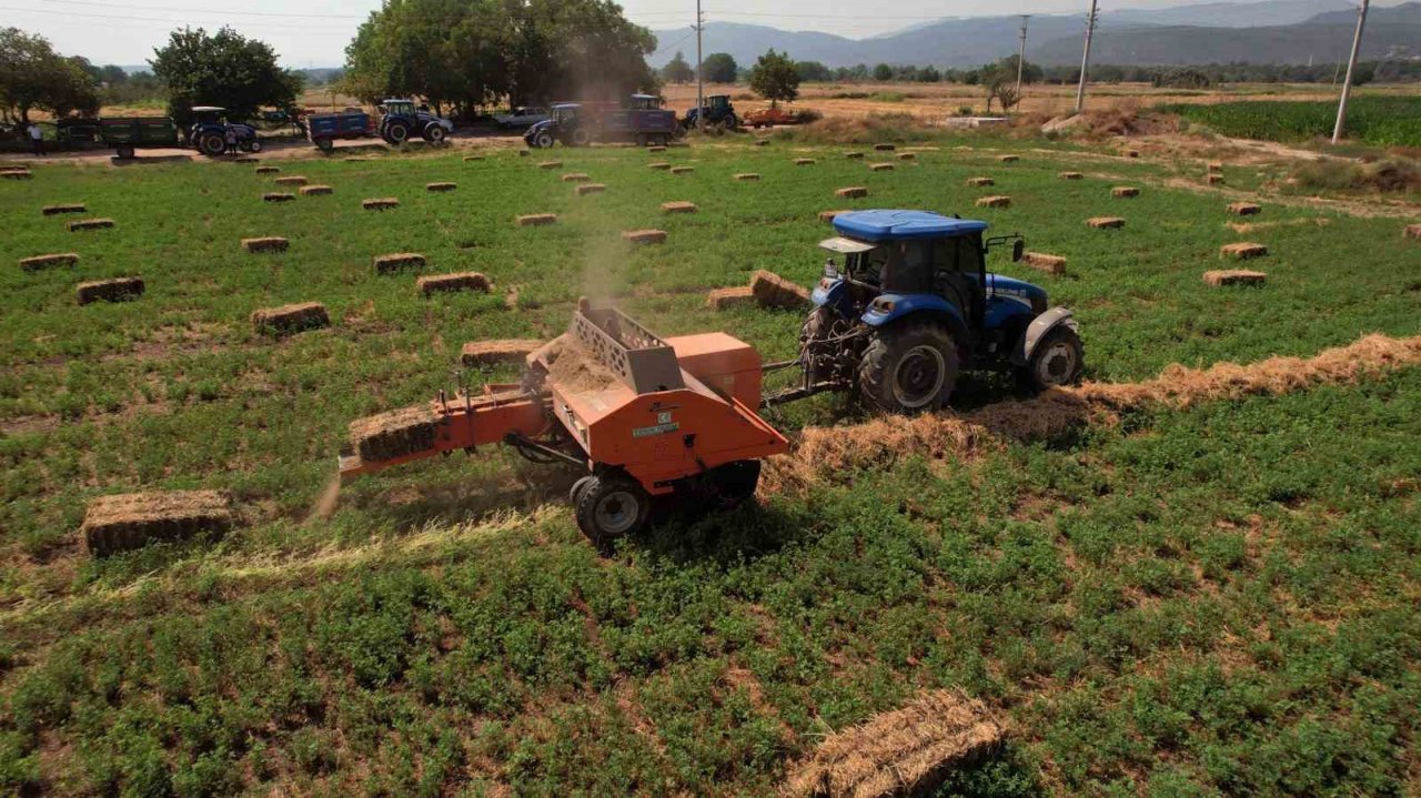 Büyükşehir kooperatiflere yem bitkisi dağıtımına başlıyor