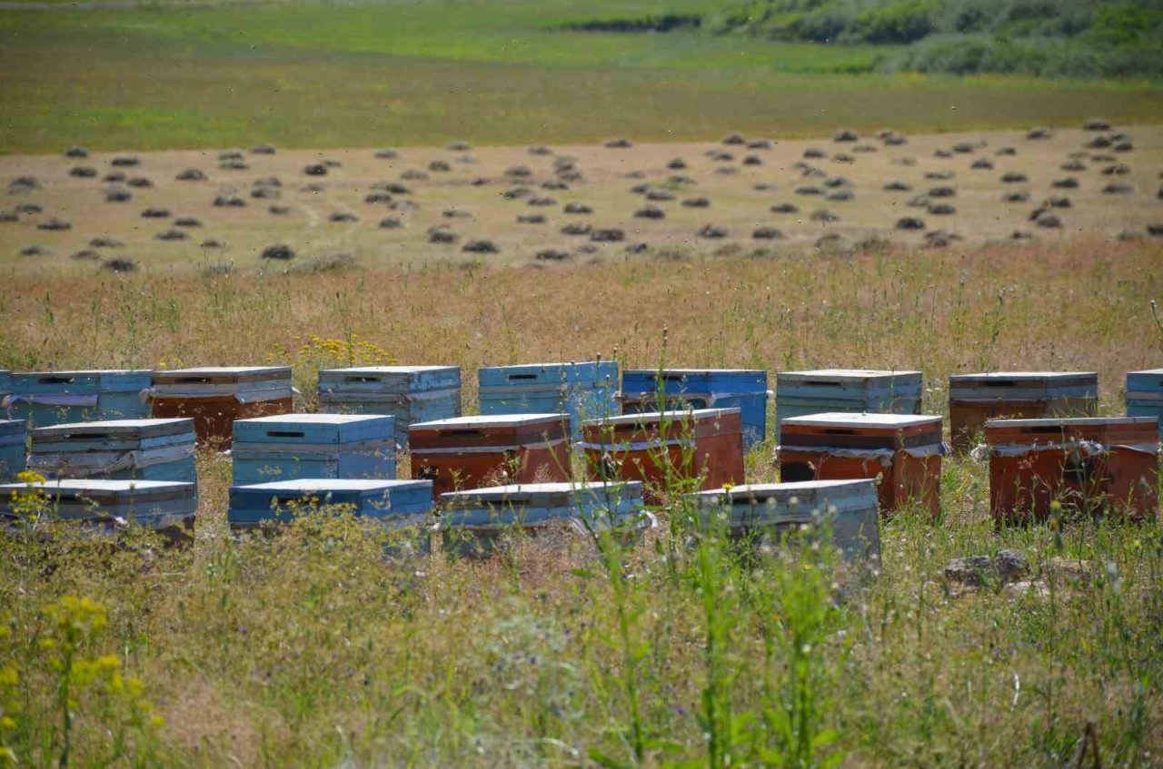 Faraşin ve Avaspi yaylaları 40 bin arılı kovana ev sahipliği yapacak