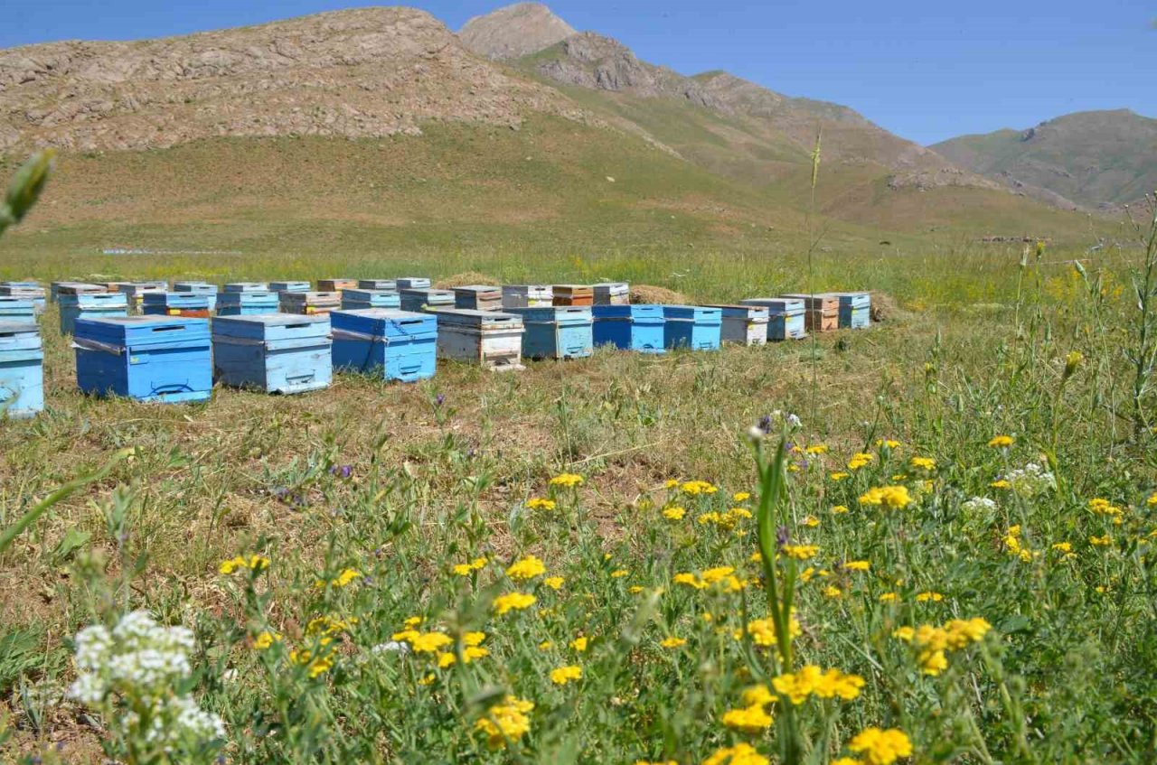 Faraşin ve Avaspi yaylaları 40 bin arılı kovana ev sahipliği yapacak