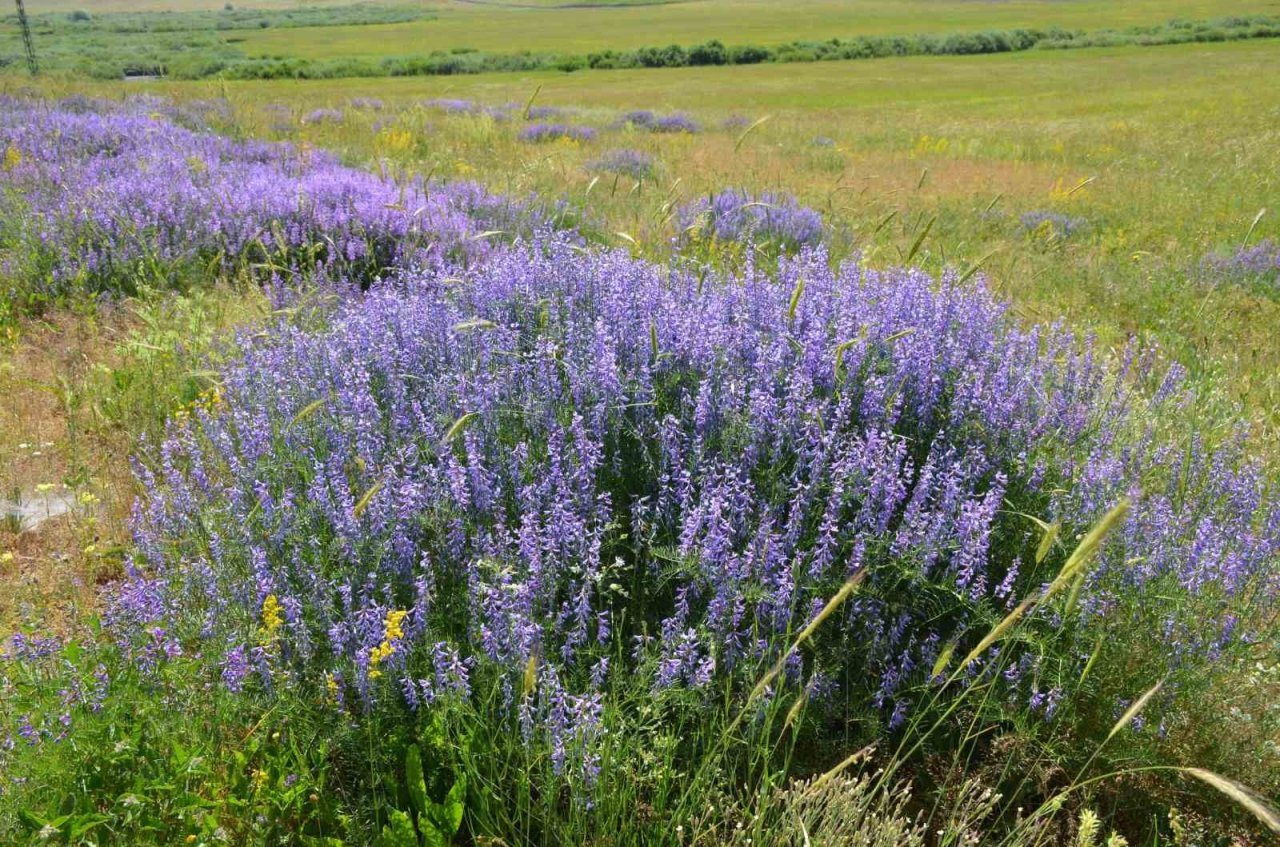 Faraşin ve Avaspi yaylaları 40 bin arılı kovana ev sahipliği yapacak