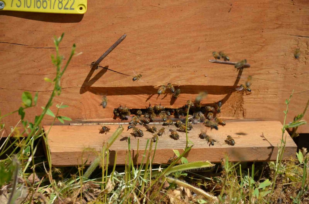 Faraşin ve Avaspi yaylaları 40 bin arılı kovana ev sahipliği yapacak