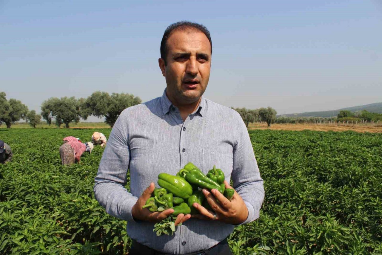 Urfa isotuna rakip çıktı: Aslanlar biberi