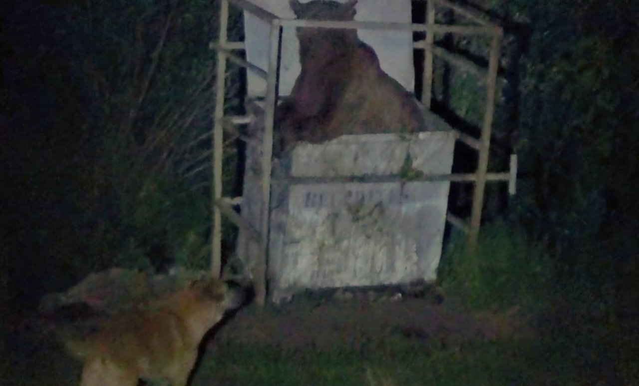 Bozayılar karınlarını doyurmak için ilçe merkezine iniyor