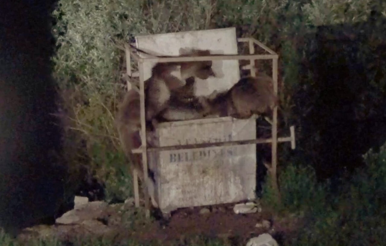 Bozayılar karınlarını doyurmak için ilçe merkezine iniyor