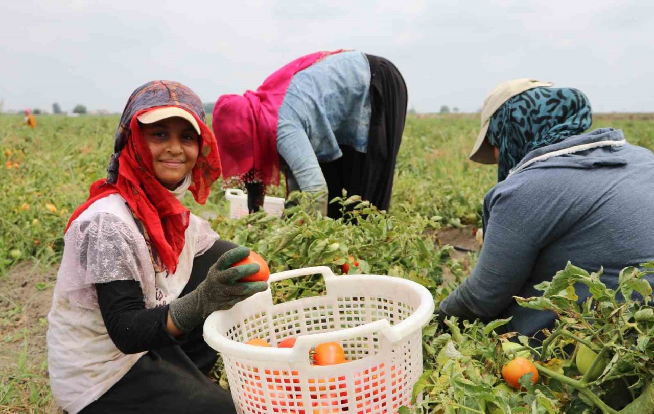 Turfanda domateste hasat sürüyor, 115 bin ton rekolte bekleniyor