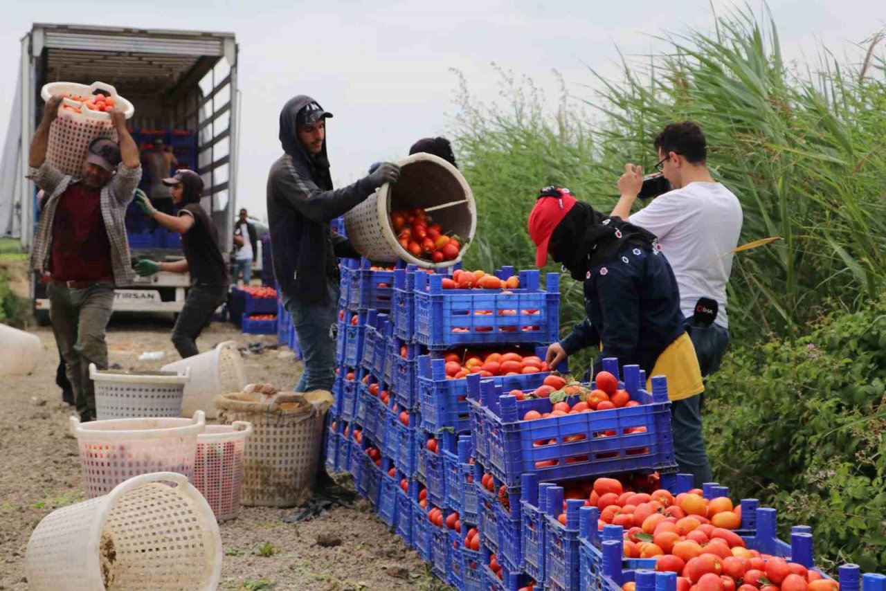 Turfanda domateste hasat sürüyor, 115 bin ton rekolte bekleniyor