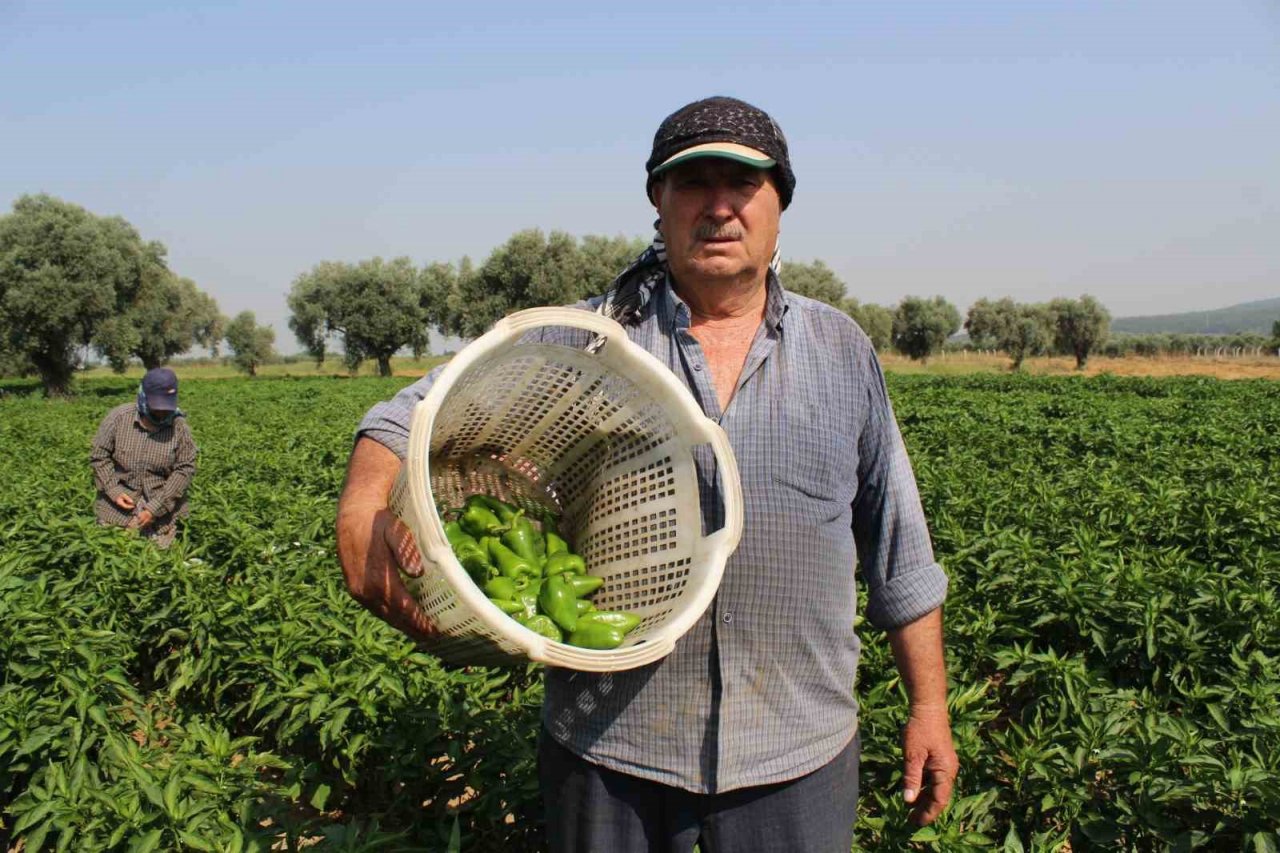 Urfa isotuna rakip çıktı: Aslanlar biberi