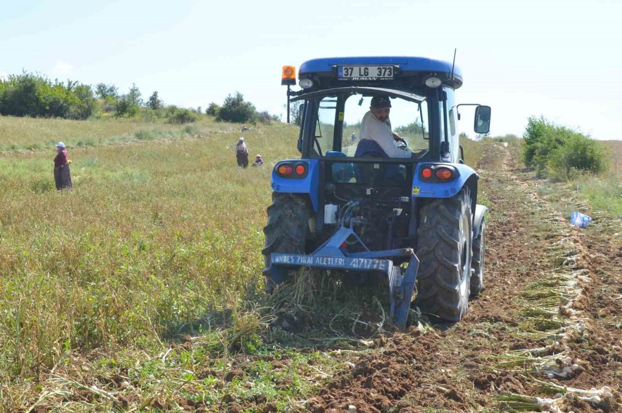 Hasat başladı: Taşköprü sarımsağında 25 bin tonluk rekolte bekleniyor