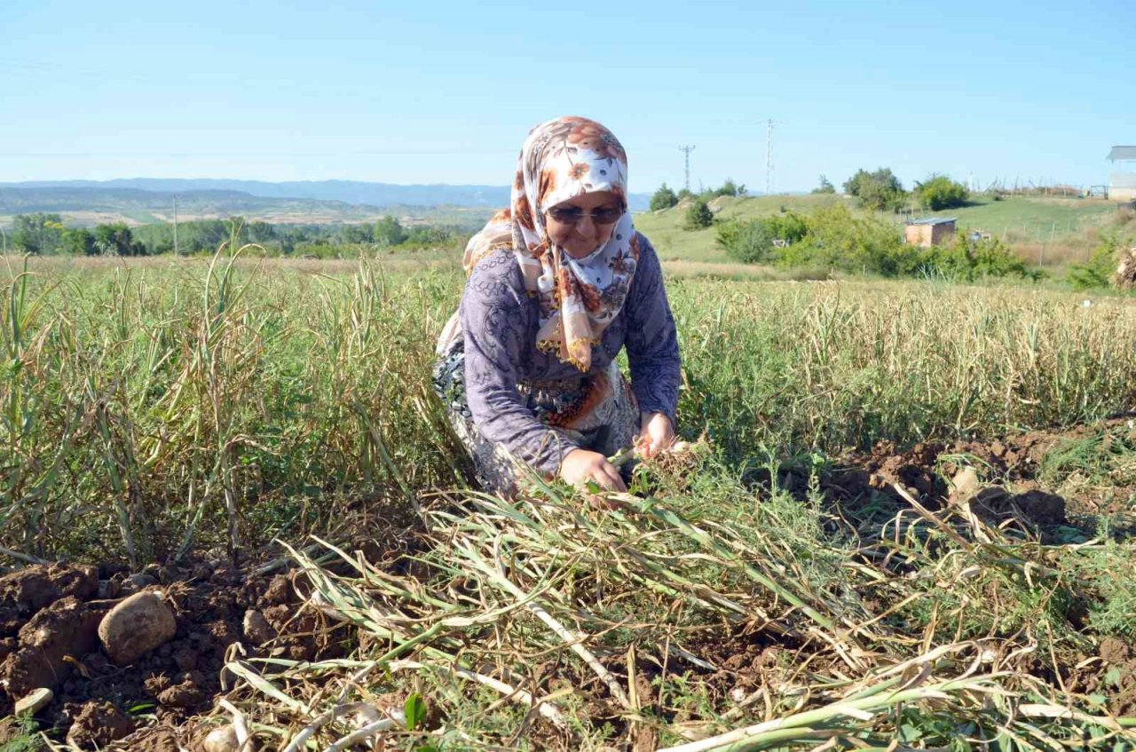 Hasat başladı: Taşköprü sarımsağında 25 bin tonluk rekolte bekleniyor