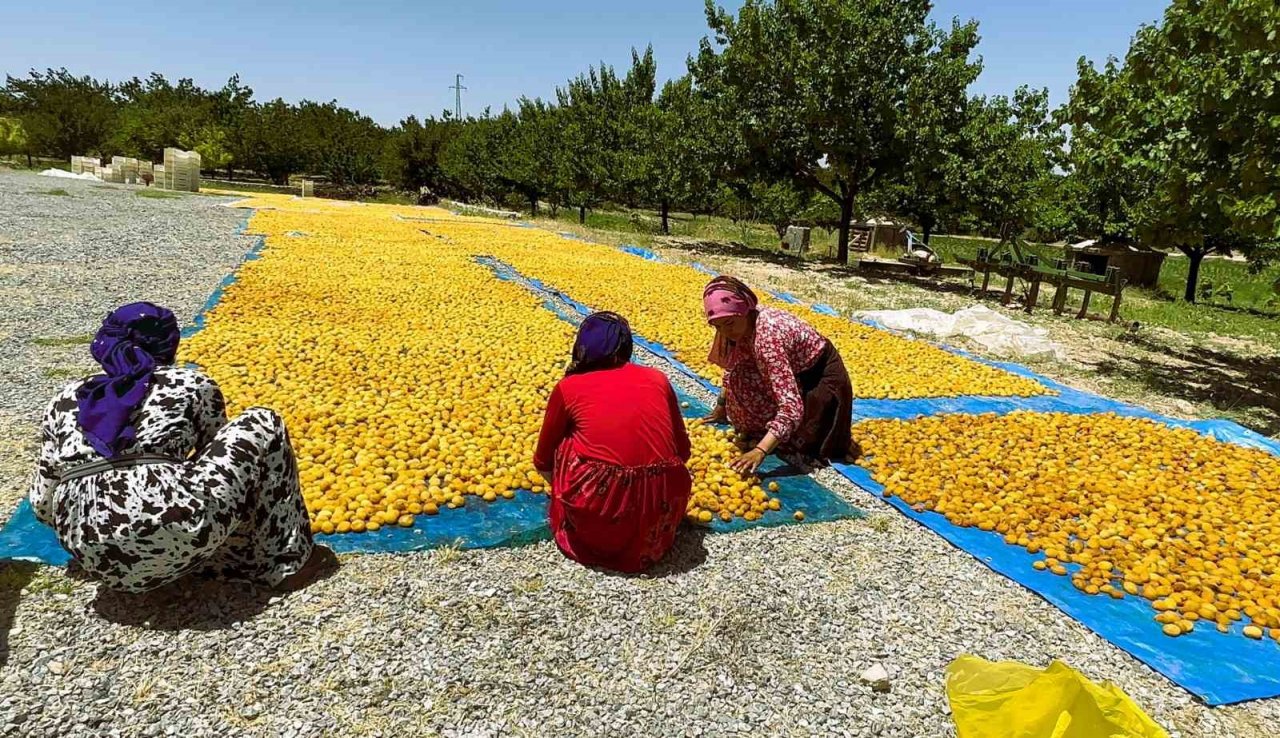 Kayısıda hasat dönemi