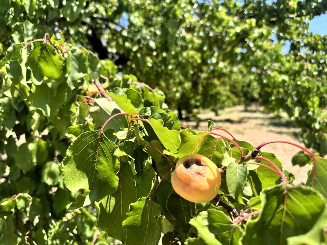 Kayısıda hasat dönemi