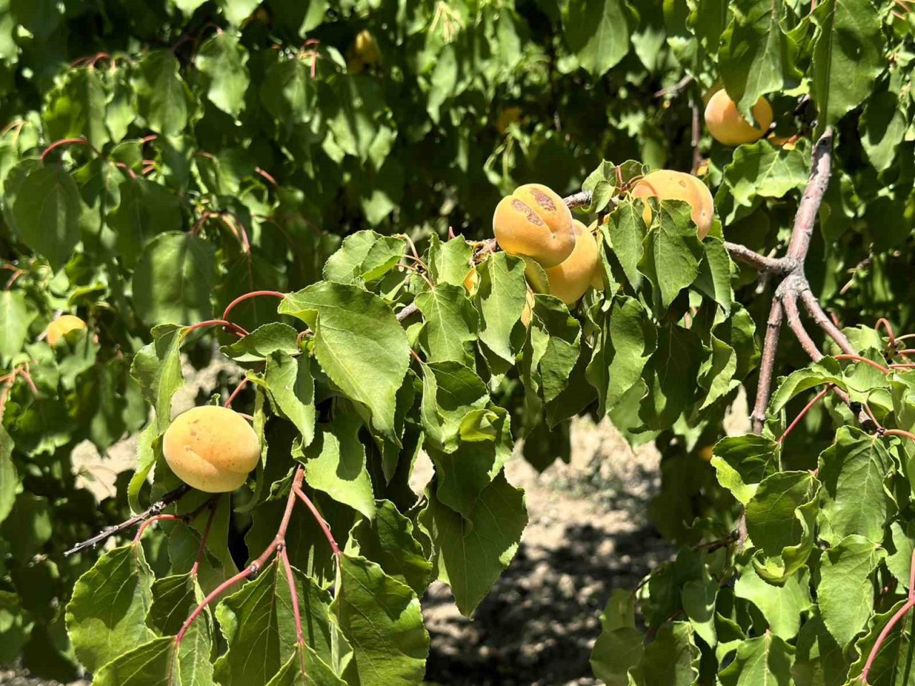 Kayısıda hasat dönemi