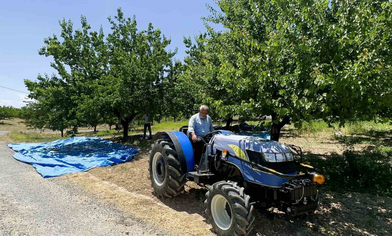 Kayısıda hasat dönemi