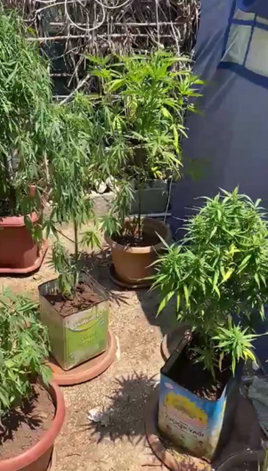 Saksıda yetiştirilen hint kenevirleri ele geçirildi