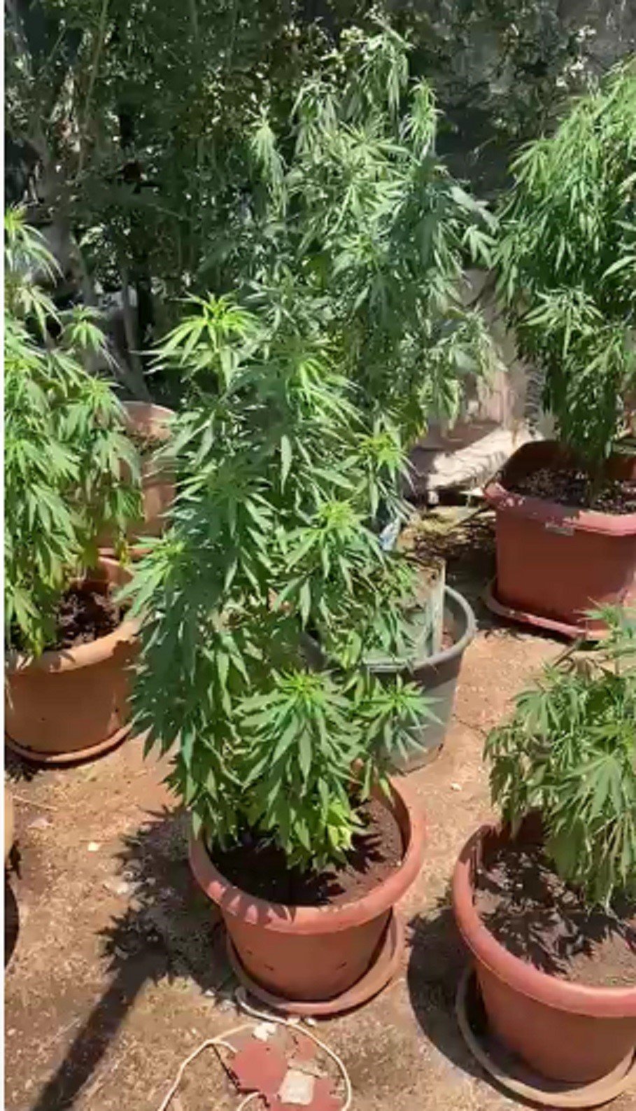 Saksıda yetiştirilen hint kenevirleri ele geçirildi