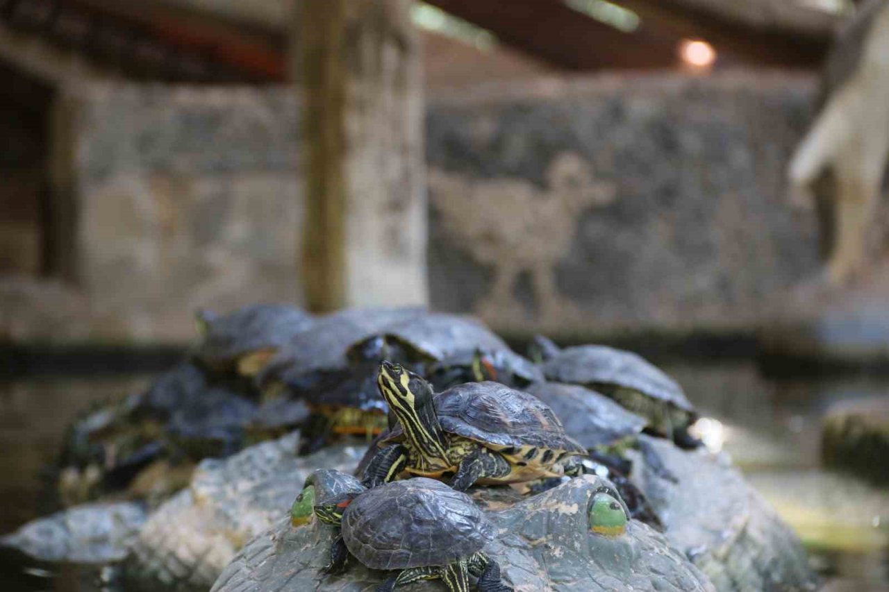 Kavurucu sıcakta maymunlar özel buzlu meyve kokteyliyle, boz ayı ailesi ise havuzda serinliyor