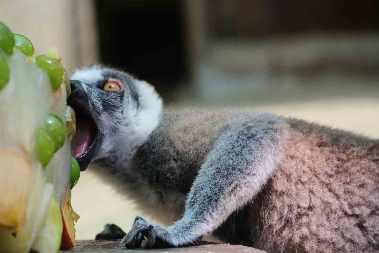Kavurucu sıcakta maymunlar özel buzlu meyve kokteyliyle, boz ayı ailesi ise havuzda serinliyor