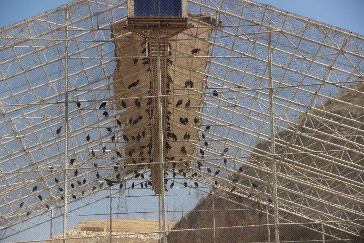 GPRS cihazı takılan kelaynak kuşları göç yolculuğuna başladı