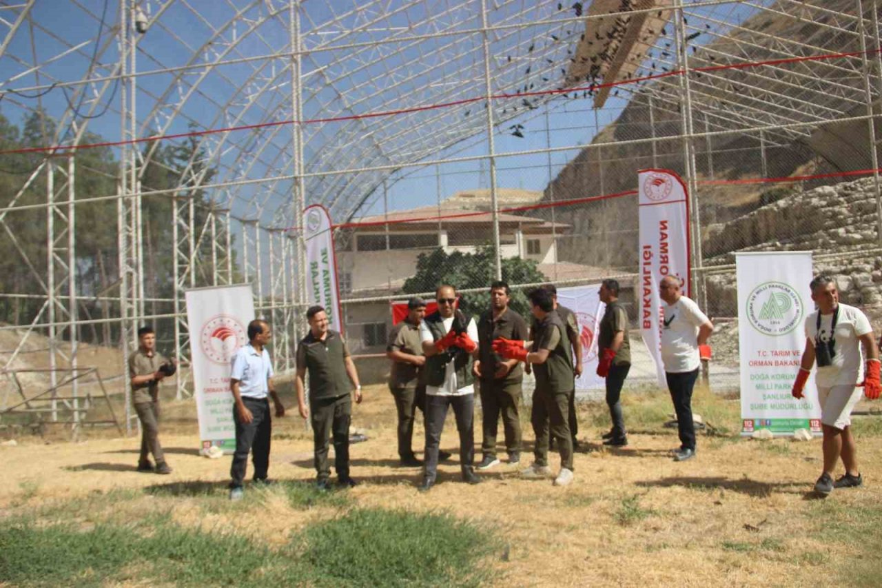 GPRS cihazı takılan kelaynak kuşları göç yolculuğuna başladı