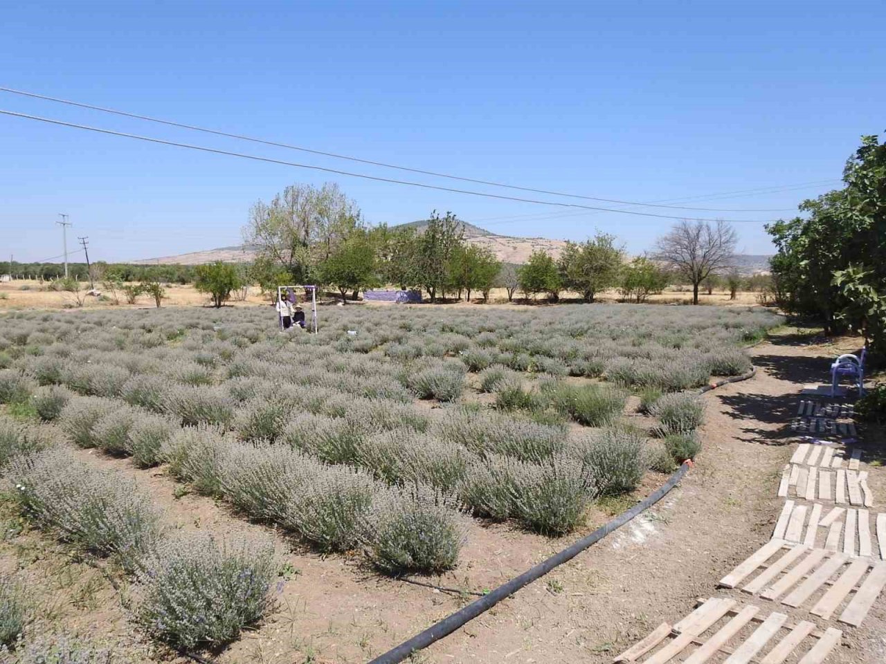 Genç girişimci çiftin kurduğu lavanta bahçesinde hasat başladı