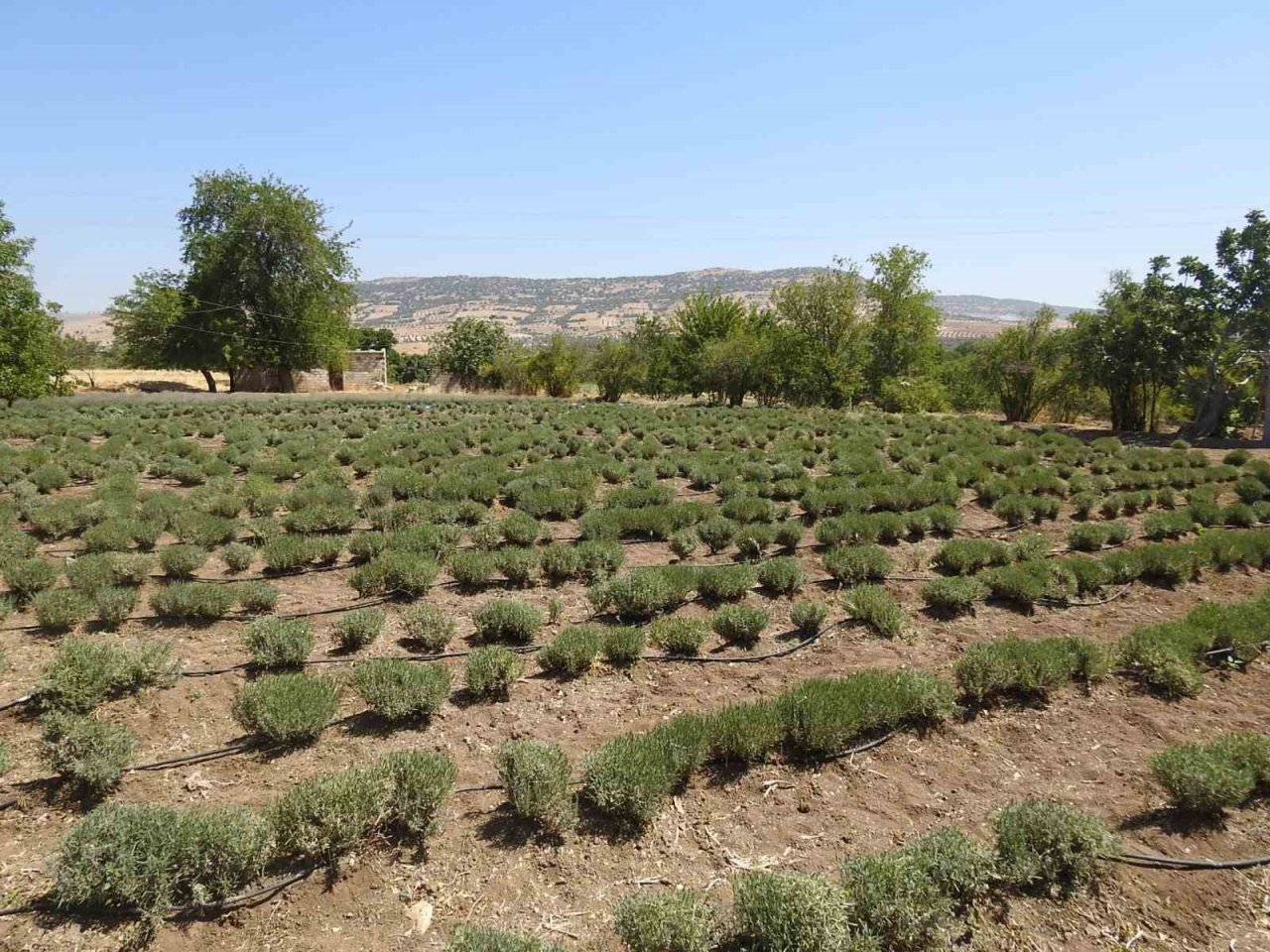 Genç girişimci çiftin kurduğu lavanta bahçesinde hasat başladı