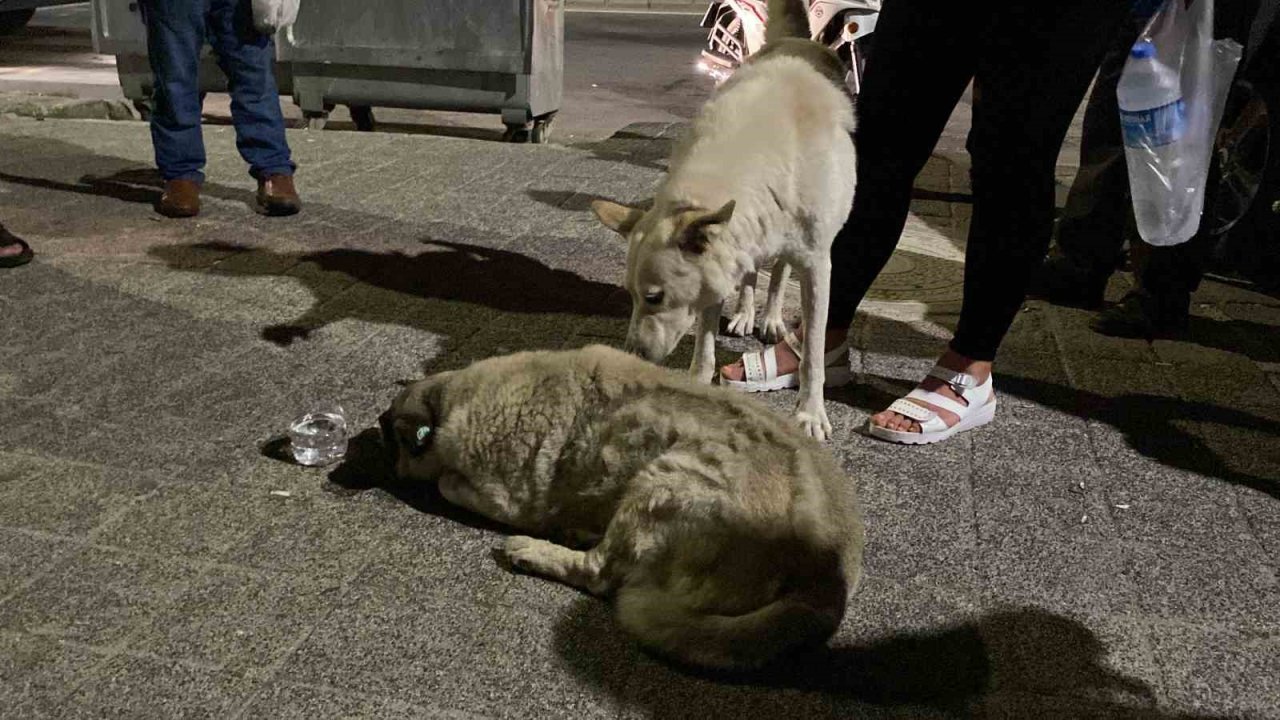 Mahallenin sevilen köpeği Psikopat’a araba çarptı