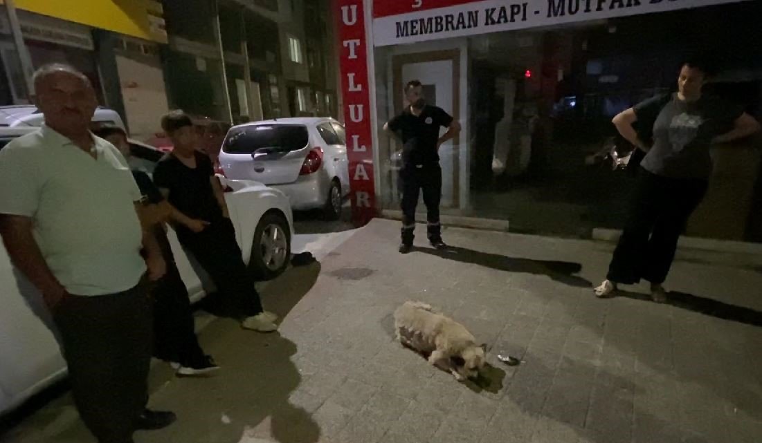 Mahallenin sevilen köpeği Psikopat’a araba çarptı