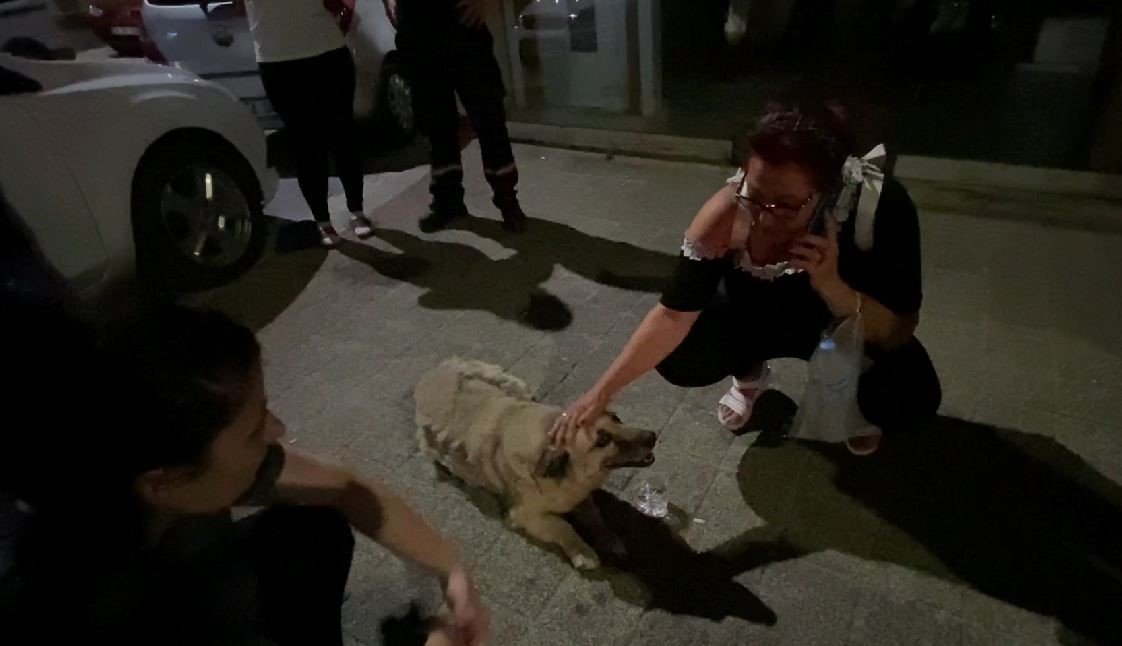 Mahallenin sevilen köpeği Psikopat’a araba çarptı