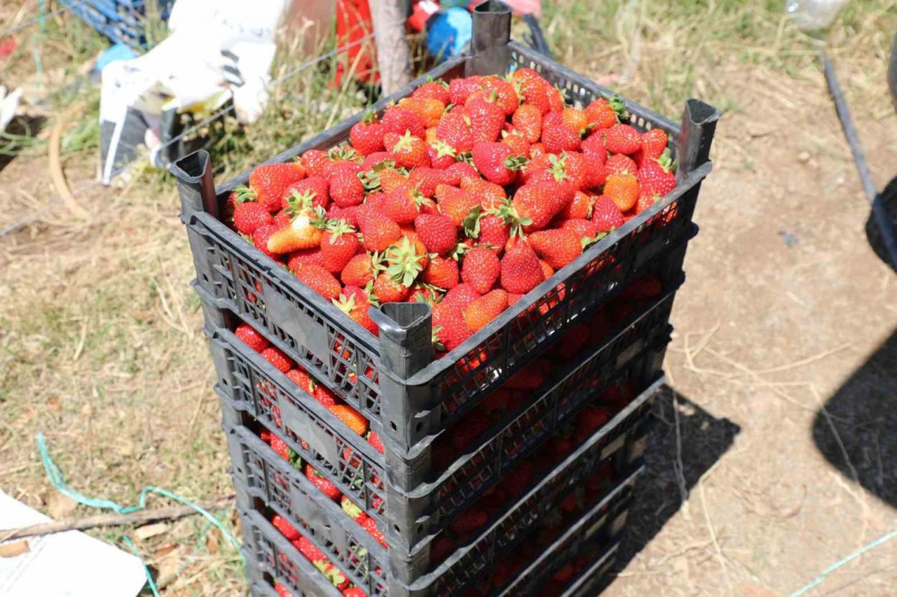 Köyceğiz yaylasından zincir market raflarına