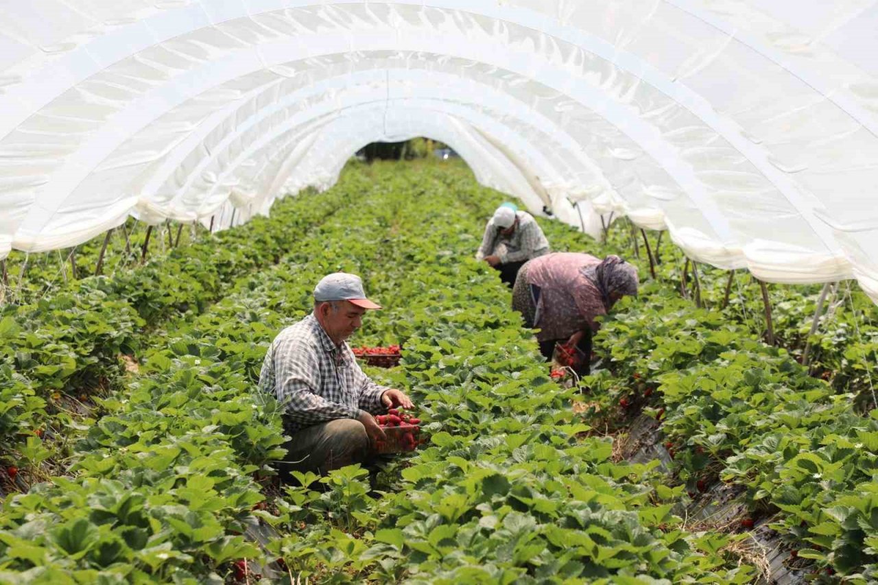 Köyceğiz yaylasından zincir market raflarına