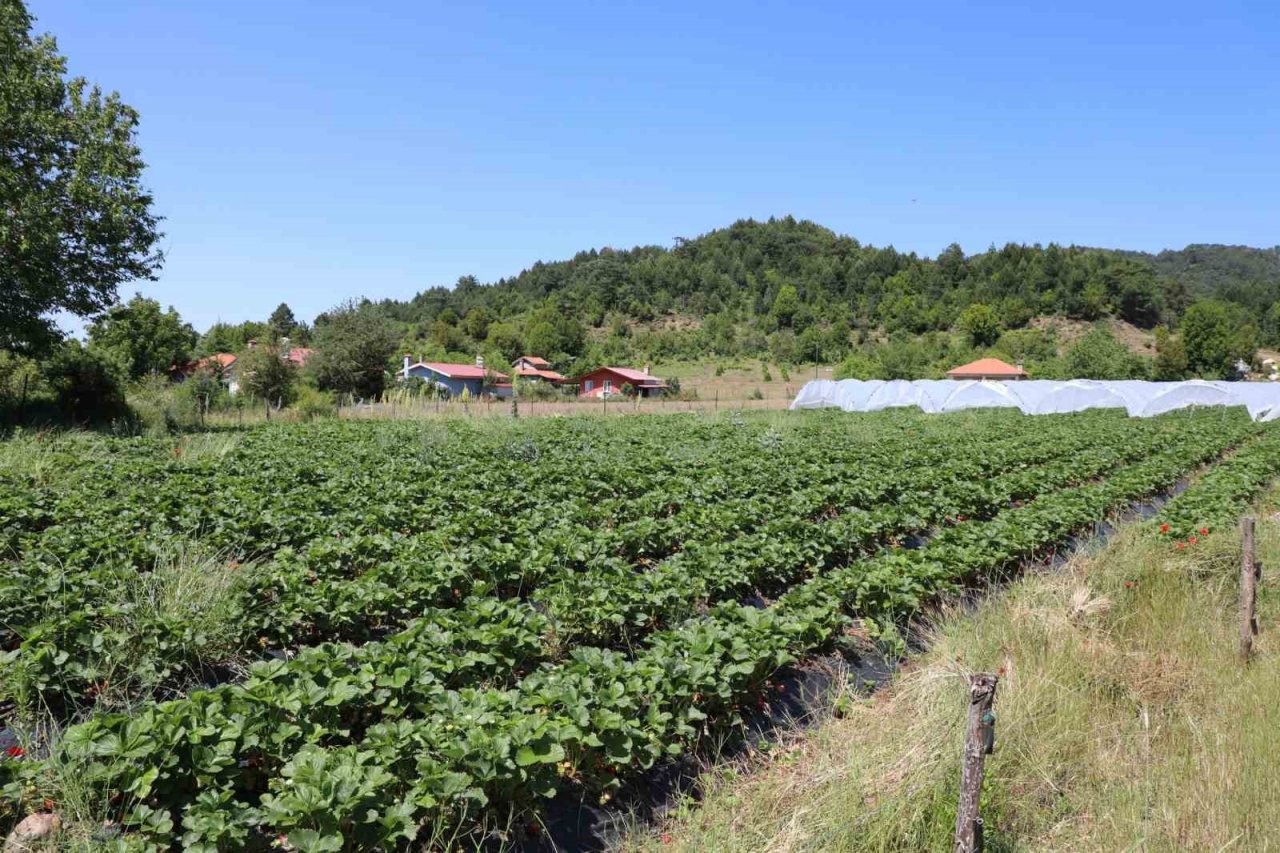Köyceğiz yaylasından zincir market raflarına