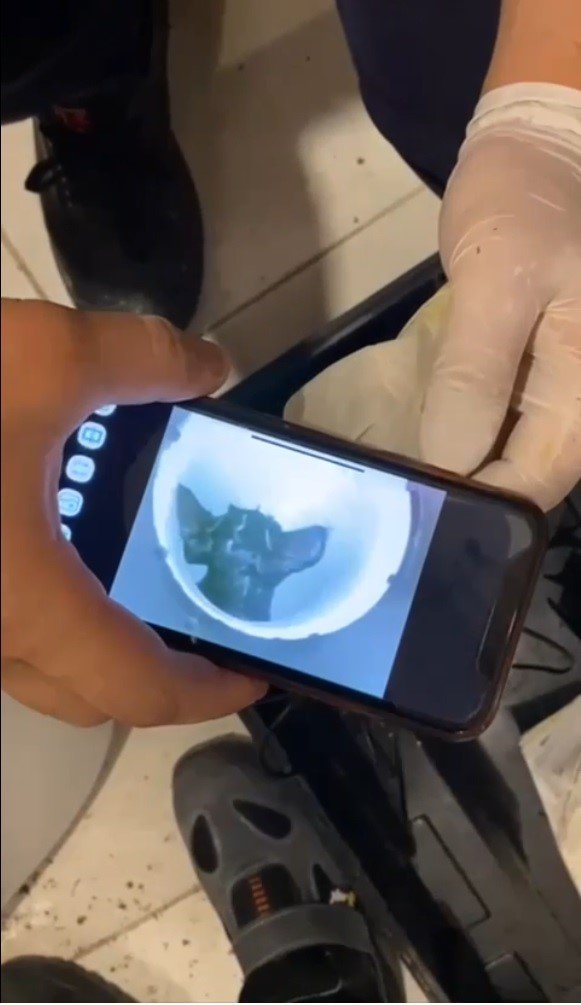 Kediyi görüntüleme cihazıyla tespit ettiler