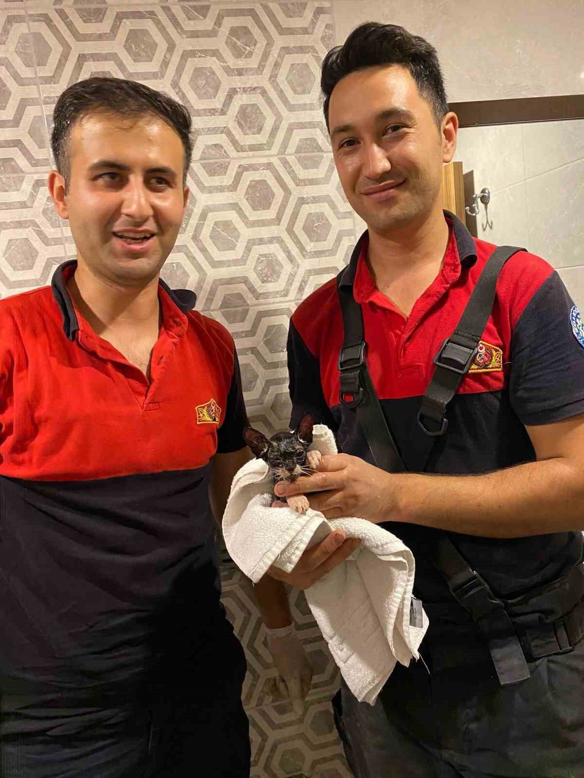 Kediyi görüntüleme cihazıyla tespit ettiler