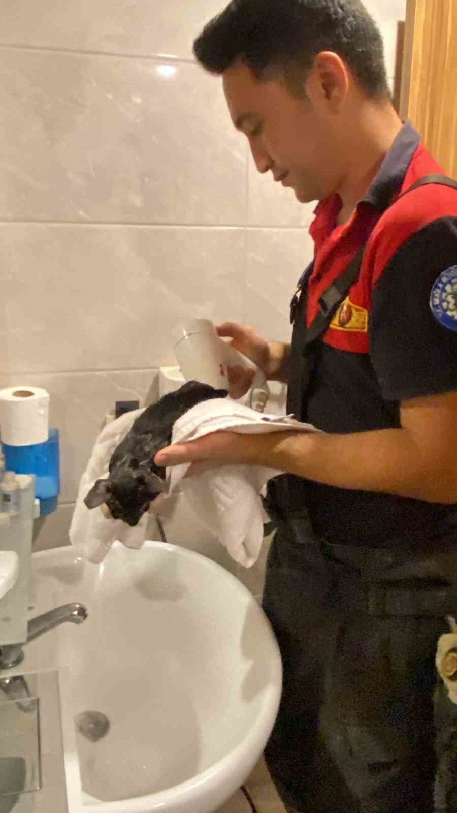 Kediyi görüntüleme cihazıyla tespit ettiler