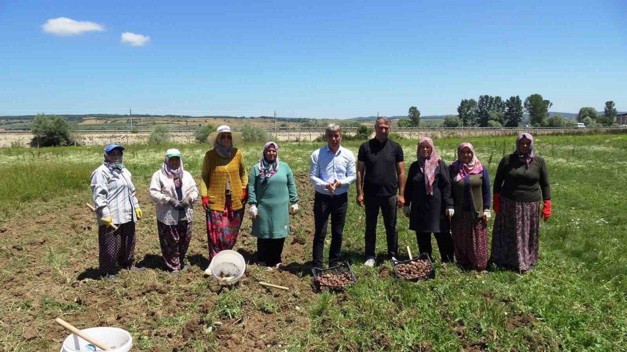 Osmanlı döneminde lale soğanı üretim merkezi olan Ladik’te yumru hasadı