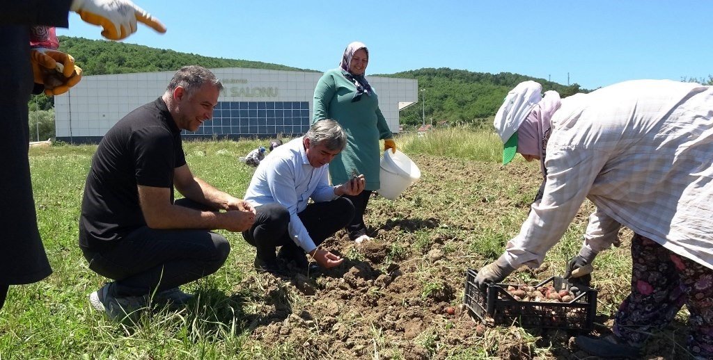 Osmanlı döneminde lale soğanı üretim merkezi olan Ladik’te yumru hasadı