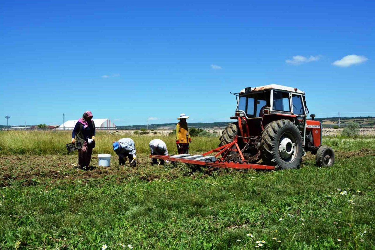 Osmanlı döneminde lale soğanı üretim merkezi olan Ladik’te yumru hasadı