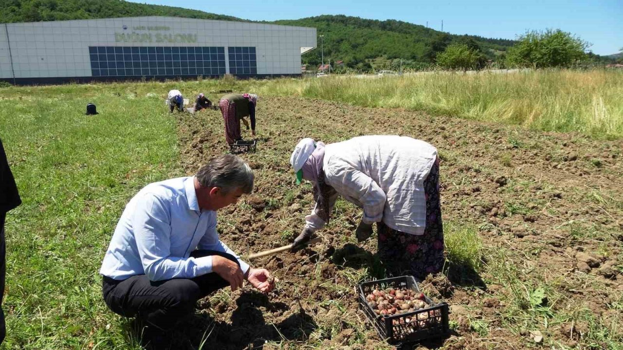 Osmanlı döneminde lale soğanı üretim merkezi olan Ladik’te yumru hasadı