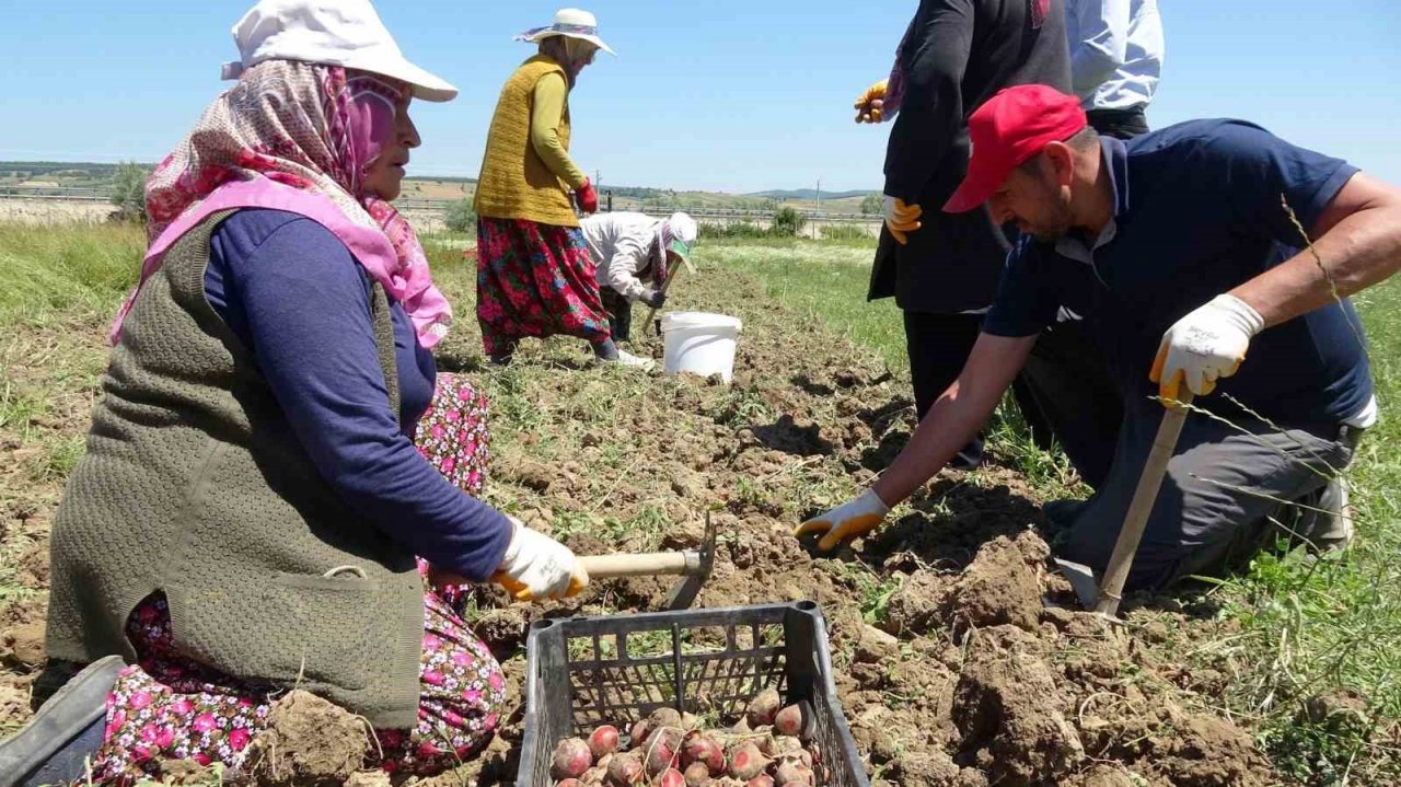 Osmanlı döneminde lale soğanı üretim merkezi olan Ladik’te yumru hasadı