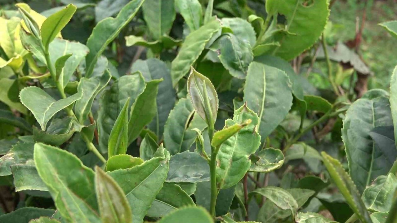 Çay üreticilerine ‘Beyaz çay’ için "Çay tomurcuğu toplayın" çağrısı