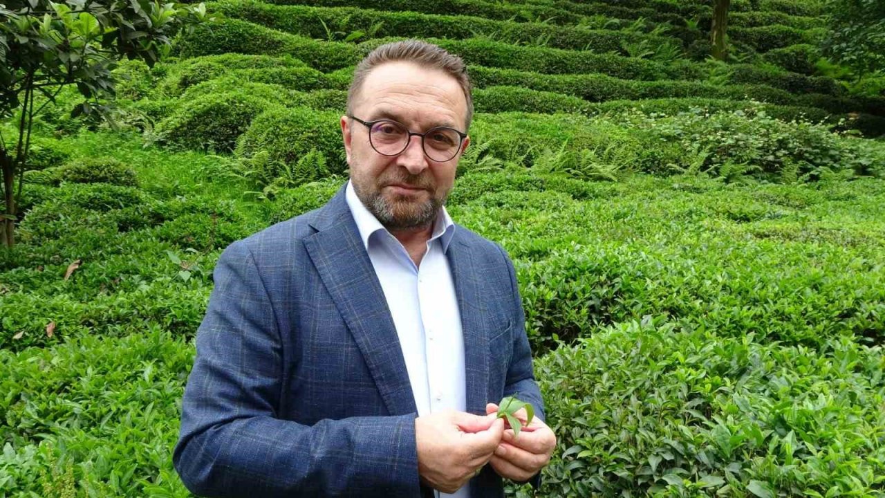 Çay üreticilerine ‘Beyaz çay’ için "Çay tomurcuğu toplayın" çağrısı