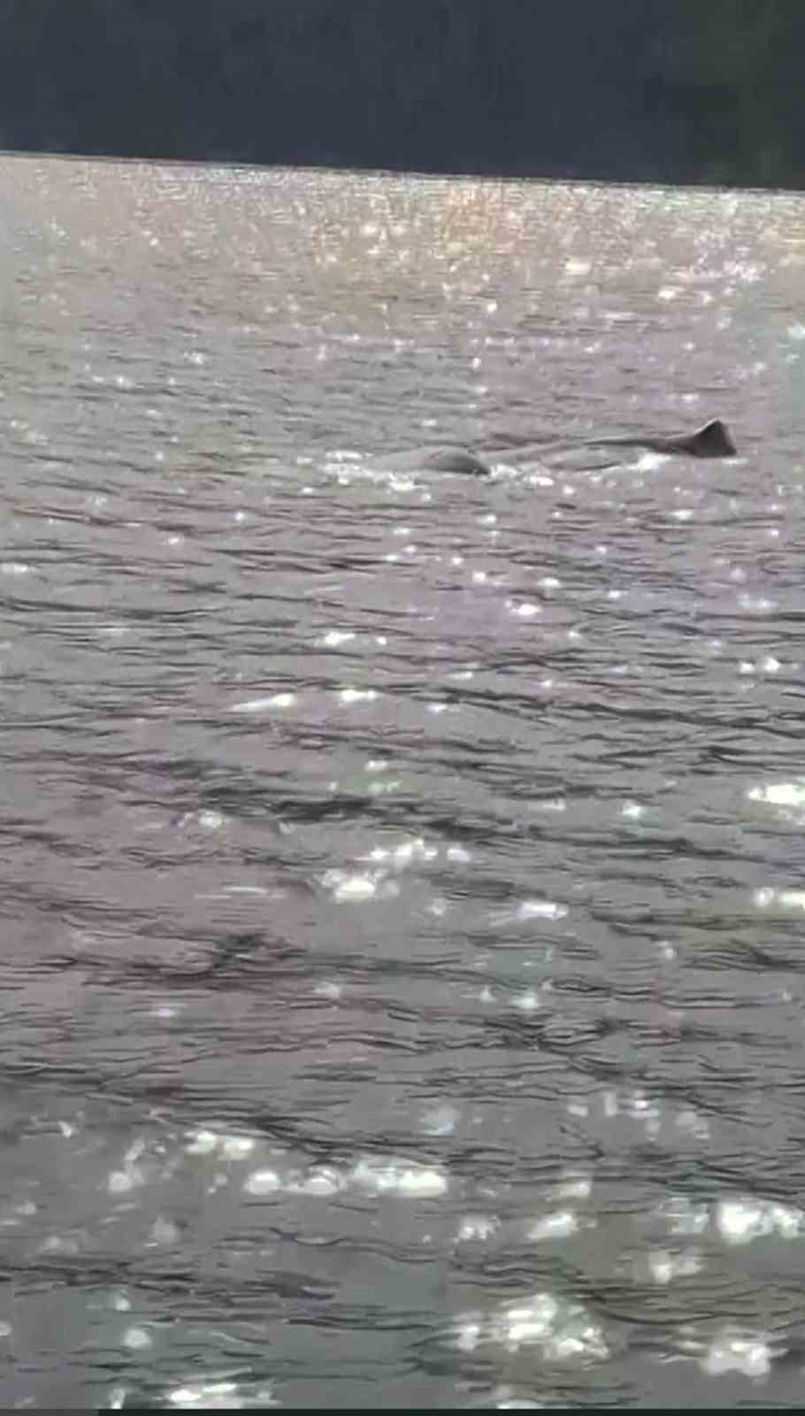 Marmaris’te görülen Kaşalot cinsi balina bu kez Rodos açıklarında ortaya çıktı